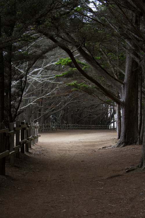 adamhrabovsky:  Moss Beach Woods   © Adam Hrabovsky