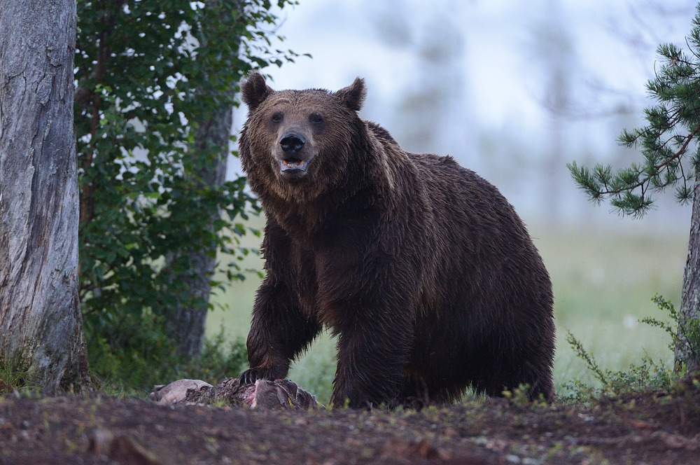 fuck-yeah-bears:  The King by Harry Eggens 