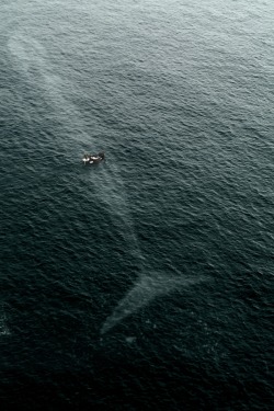 aloneveganreed:  vistale:  You’re never alone in the ocean.  And that is what freaks me out about the ocean.  