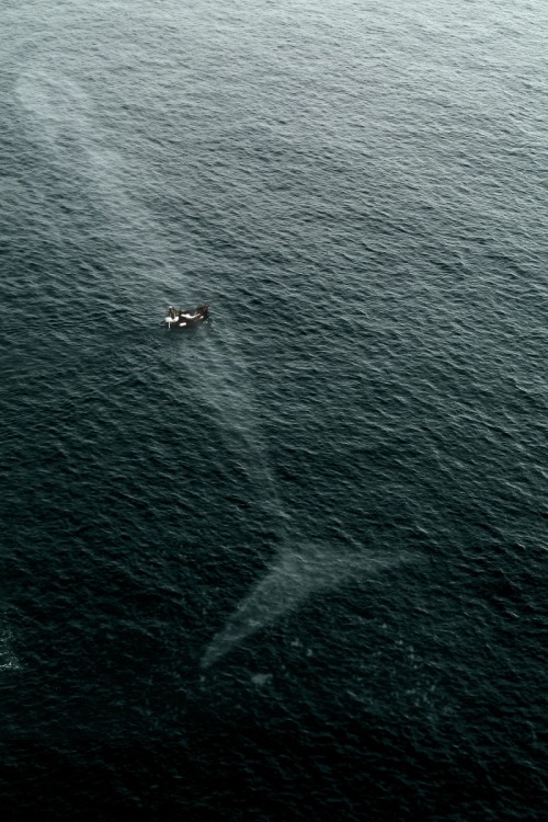 XXX vistale:  You’re never alone in the ocean. photo