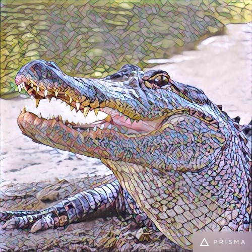 Playing around with Prisma American alligators