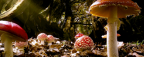 mushroom gif | Tumblr
