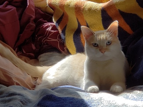 paranormal-teapot: A majestic goose sits in afternoon sunlight. Tries to remember if he left the ove