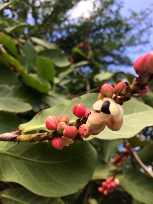 Foraging for wild edibles on the Northern Pacific coast of Nicaragua. Shamus was introduced to these