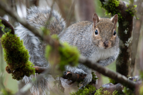 Squirrel in a tree by briangeerlings on Flickr.