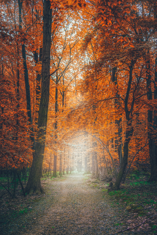 earthlycreations:  Neverland by Dylan Colon