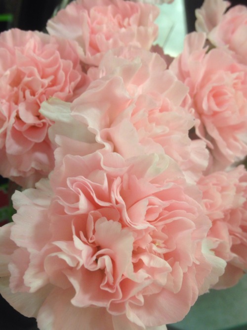 rurigokou:grocery store carnations i wish i could have