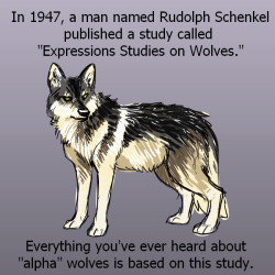 why-animals-do-the-thing:  charadreemurr:  draikinator:  X X X X X &lt; Sources on alpha wolves being a myth be nice to puppers  @why-animals-do-the-thing  I reblogged an older version of this yesterday that contained an error, and @charadreemurr