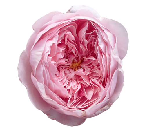 eplery:English Rose