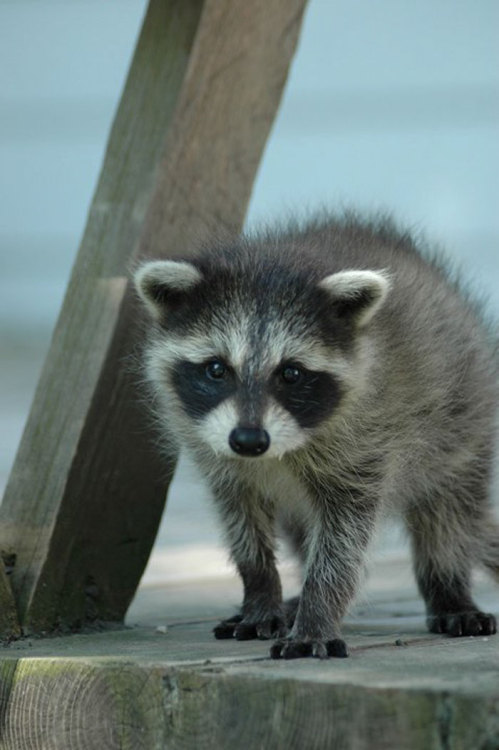 awesome-picz:  Mom Doesn’t Believe Her Raccoon Photos Are Any Good, Son Posts Them