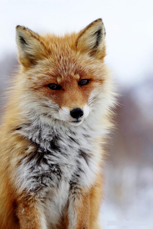 beautiful-wildlife: At the back of a pupil by Masa Nakamura