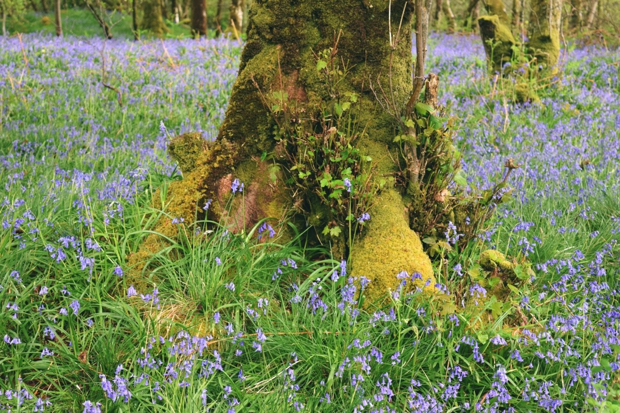 archae-heart:  bluebell forests  