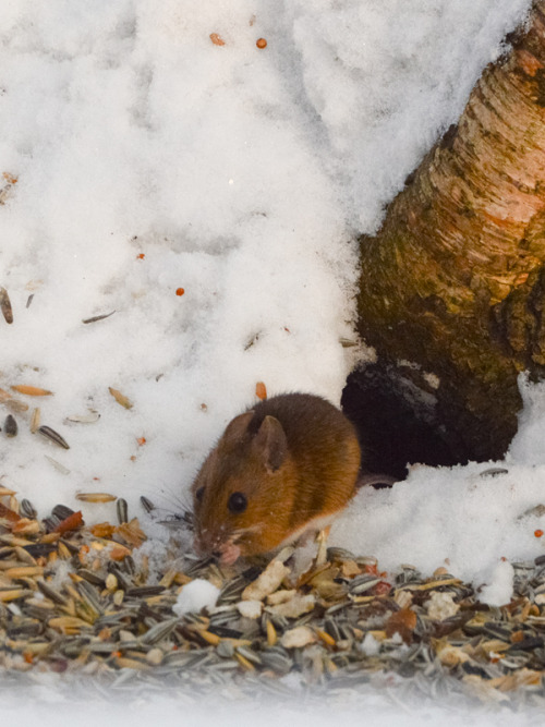 Sneaky friend at the local feeding spot