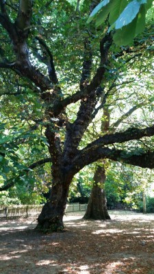 devilishhorn:  Two ancient trees growing side by side in Battersea Park, London. While they stand as two separate entities their canopies are seamlessly joined to form one. A beautiful allegory for love.  Photo by @devilishhorn 