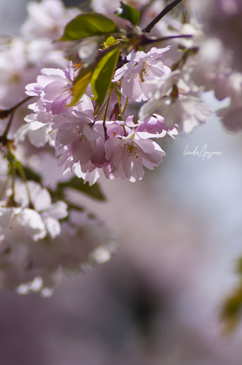 i finally caught sakura blooming in riga