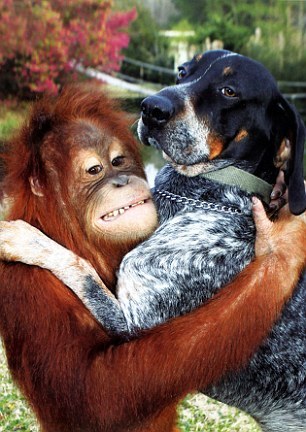 archiemcphee:Here’s an endearing new story for the Department of Unexpected Interspecies