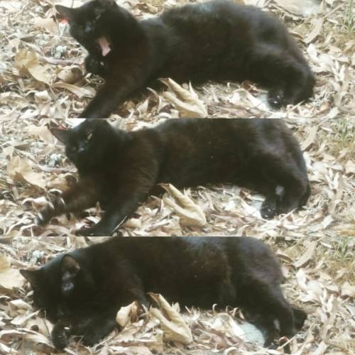 8-bitonionring:Sleeping in a pile of leaves, just another lazy Sunday #blackcat #catsofinstagram