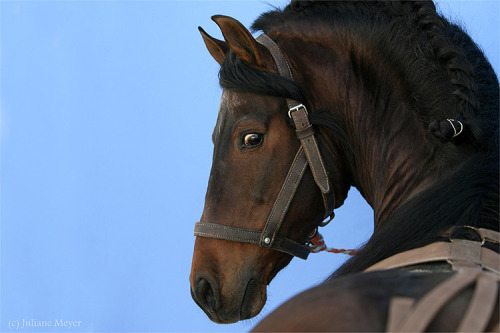 transperceneige:   Pure spanish horses by Juliane Meyer.   