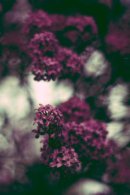 saint:  vintage blog