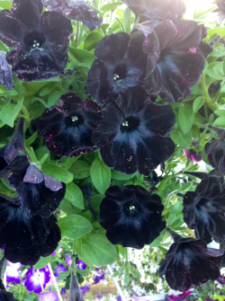 plantfaery:06/22/14 “Black Velvet”
