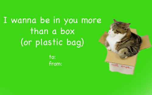 fantasticcatadventures:the purrfect valentine for that special someone 