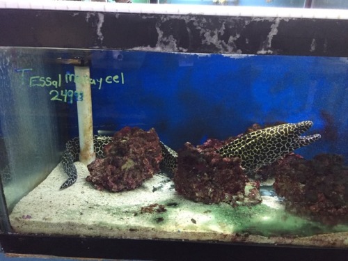 thesecretlifeofshrimp:Some pics from Pacific Aquarium and Plant Inc, in chinatown in NYC that I took