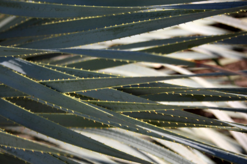 cactguy:cactguy:Dasylirion wheeleri / Desert SpoonDesert Botanical Garden, PhoenixLiked this series 