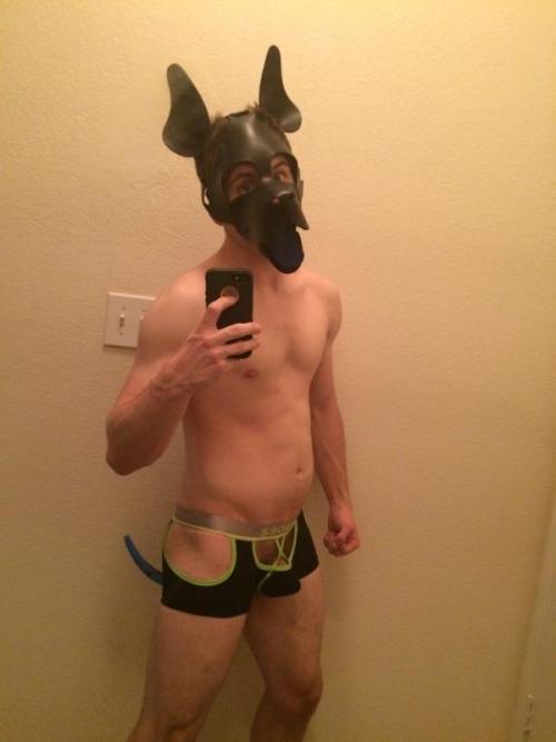 domtopdog:  theblupup:  Introducing Pup Arc! He recently got a harness and wanted to show it off to the world ;P  Hot pup!