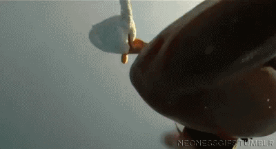 inmodelswetrust:  deliciousbrazil:  Afogando o Ganso - Programa Panico  i’d slide in it too