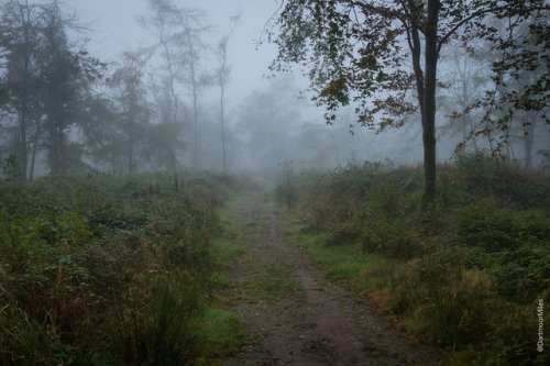 90377:Foggy Woodland by Miles