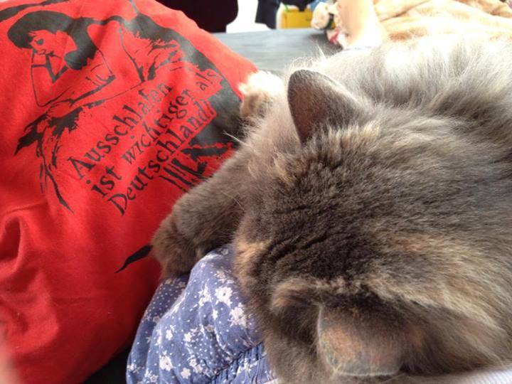 freiheit-sonne-leben-lieben:  via Autonome Katzenantifa (Facebook)♥