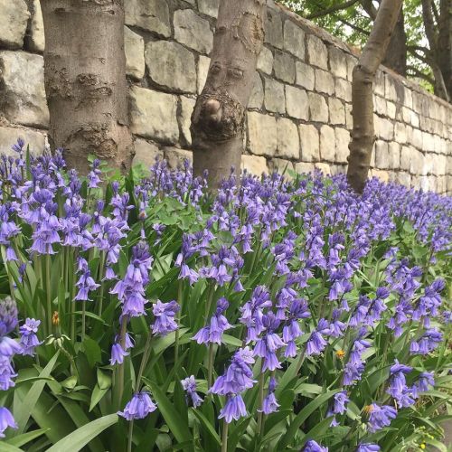 They are back love bluebell season #bluebells #bluebellwood #naturesbounty #springflowers #springtim