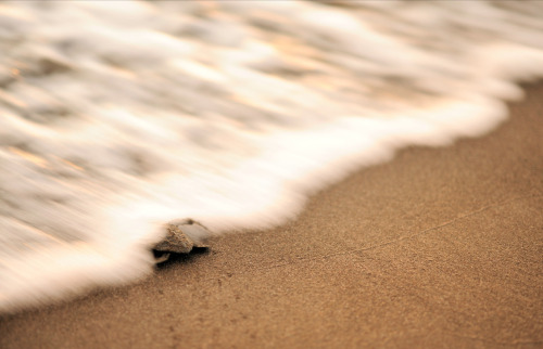 nubbsgalore:photos by solvin zanki of a nascent loggerhead sea turtle on turkey’s iztuzu 