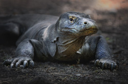 earthandanimals:  Komodo Dragon by Anna Korsakov