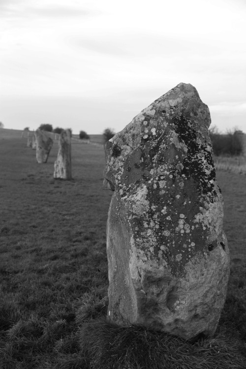 West Kennet Avenue, Avebury, 23.1.16. This impressive set of standing stones links Avebury with the 