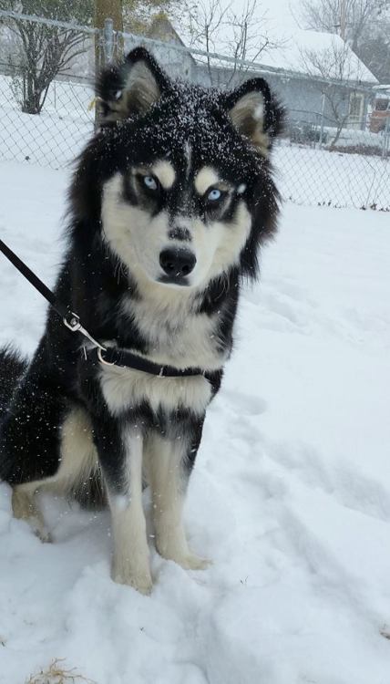 Adorably fearsome husky 😍