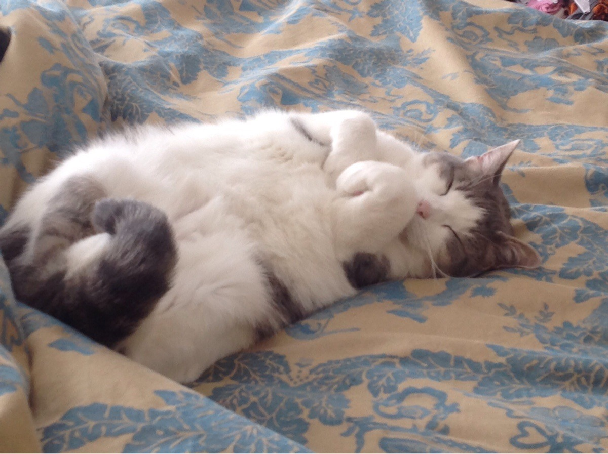 Cats