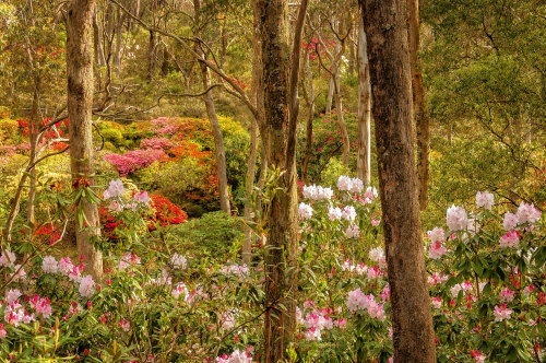 elvenforestworld: Rhododendron Garden in Blackheath, Blue Mountains, Australia by Daniela Const