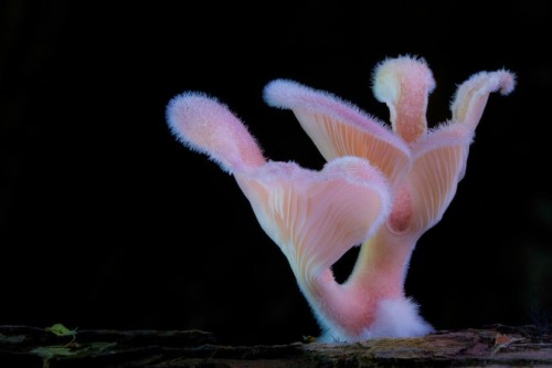 ad-hd-ab:Insane fungi photos by Steve Axford. Rekindling my obsessive love of mushrooms, and reminding me about that mushroom painting I wanted to start for a while. 