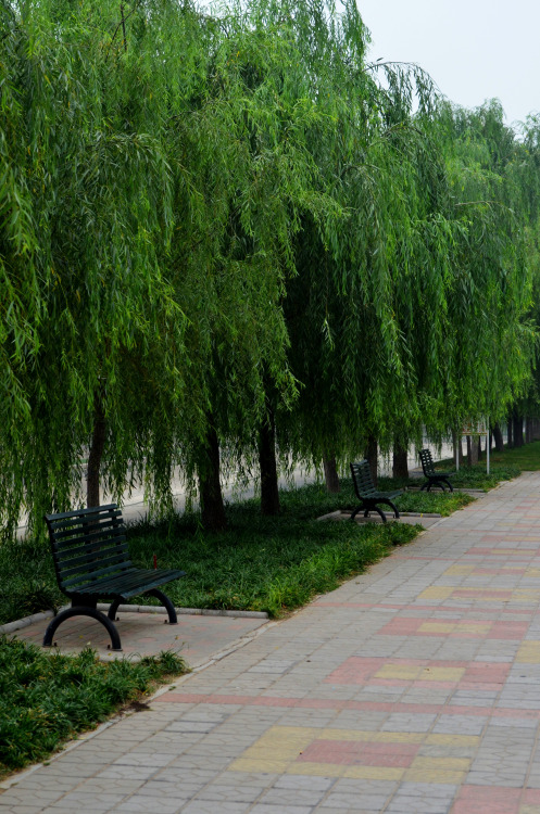 Tree lined park beside a canal, Zhengzhou, China.