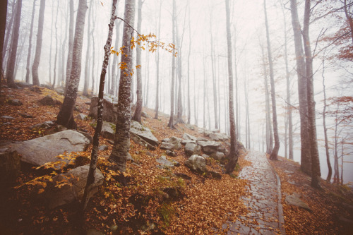 elenamorelli: { orange leaves and delicate mist }-an autumnal walk-