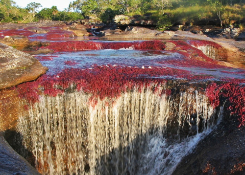 odditiesoflife: The Most Colorful River in the World For most of the year, Caño Cristales in Colombia looks like any other river: a bed of rocks covered in dull green mosses are visible below a cool, clear current. However, for a brief period of time