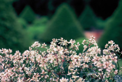 convexly:  Garden by Amelien (Fr) on Flickr. 