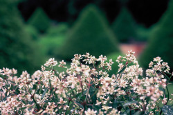 convexly:  Garden by Amelien (Fr) on Flickr.