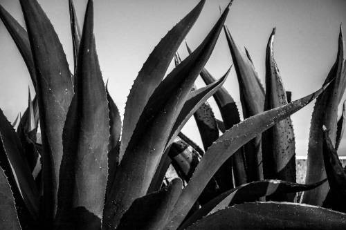 cazalis:The Maguey or Great Agave. Imagine a plant that can be used to build your house and put clot