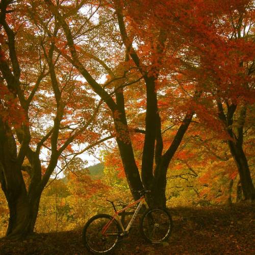 biwakofreeride:#mtb #mountainbike #cannondale #flash #29er #trail #ride in the #autumn #forest