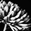 photosworthseeing:bakerstreetirregularr-deactivat:@bakerstreetirregularr My image