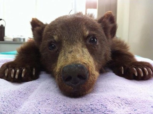 darkbloomiana:For @little-brisk, a baby bear.