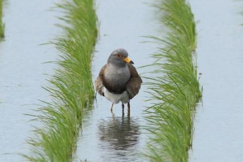 highlandvalley:  あっきー@5/22~北海道さんはTwitterを使っています: “親「寒いやろ？」 親「はいれ」 子「はいる」 親＆子「うむ」 http://t.co/BxmWxPUk0C”