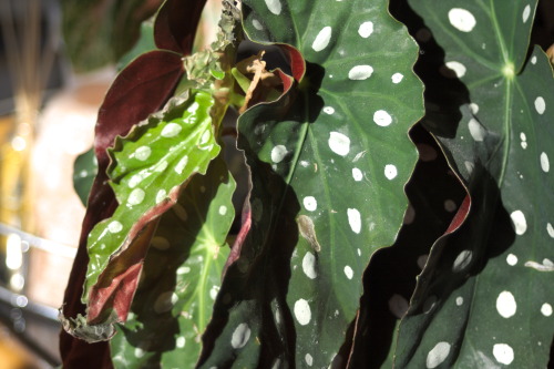 Polka dot Begonia up close & personal More houseplant inspiration & care tipsHouseplant Cent